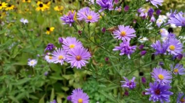 Symphyotrichum purpurea ve arılar yakın plan. Bahçede güzel, parlak, mor sonbahar çiçekleri açtı. Doğal makro çiçekli arka plan. Yumuşak odaklanma, hareket bulanıklığı. Sonbahar çiçekleri rüzgarda sallanıyor