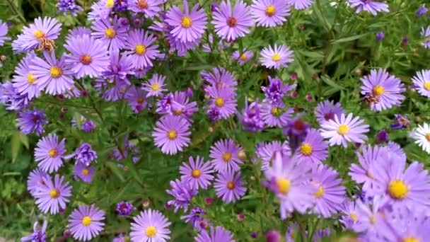 Symphyotrichum Purpurea Včely Zblízka Krásné Jasně Fialové Podzimní Květiny Kvetly — Stock video
