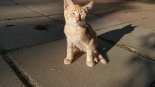 Red Kitten Street Chodníku Sedí Roztomilé Pruhované Oranžové Kotě Mžourá — Stock video
