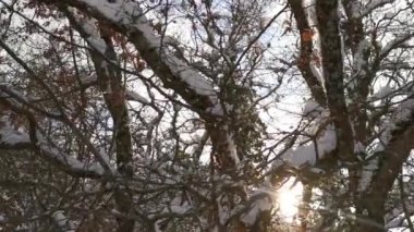 Güneş ağaçları kar. Dallarında ışıl ışıl kar olan parlak, güneşli bir manzara. Karlı kış konsepti, doğa gezileri, keyif ve mahremiyet. Güneş ışınları peri ormanını delip geçiyor