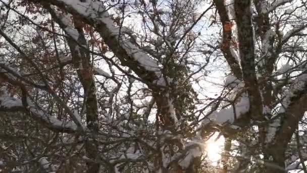 太阳树下雪 一片阳光灿烂的风景 枝条上闪烁着白雪 一个多雪的冬天的概念 自然旅行 享受和隐私 阳光穿过仙境 — 图库视频影像