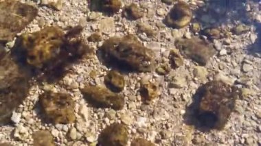 Deniz temiz su dibidir. Güneşli deniz kıyısının doğal arka planı. Hayat kavramı. Hareket, yaz sıcaklığı. Kahverengi algler, kumlu zeminde kahverengi kayalar. Denizin yüzeyinde dalgalanmalar