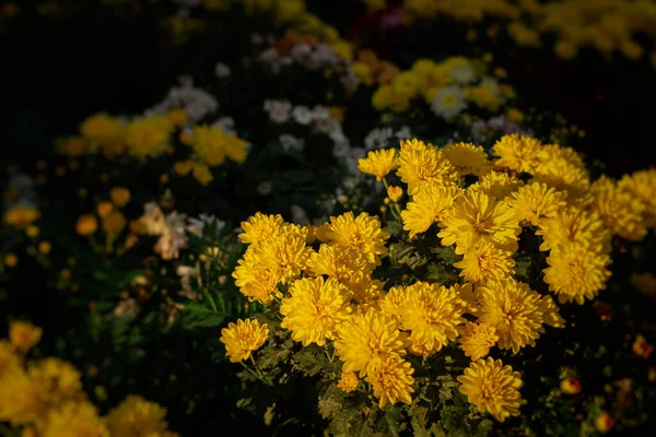 黄色の菊の秋の庭 花びらを通して明るい日差し 選択的焦点で黄色の花弁の美しい抽象的な背景 はがきの自然なレイアウト 花の背景 — ストック写真