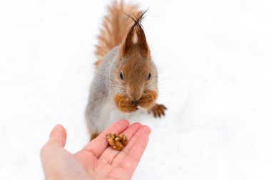 Sincap onun ellerinden bir ceviz yer. Ormandaki vahşi hayvanlar için kış yemi. Nezaket ve insanlık kavramı. Seçici odak, yakın plan portre. Evcil ve cesur sincaplar parkta yaşar.