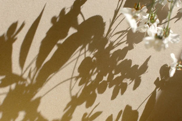 影の性質ベージュの背景 壁に抽象的な花柄 テキストのためのスペースと創造的な夏のデザインレイアウト 満開の桜の枝とその影 モノクローム明るいテンプレート コピースペース — ストック写真