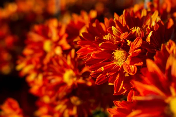 Crisantemos Rojos Jardín Otoño Luz Del Sol Brillante Través Los — Foto de Stock