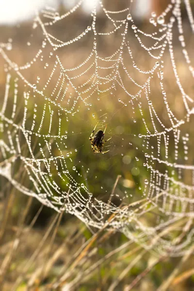 Spinnenweb Verticale Natuurlijke Herfst Achtergrond Een Kleine Bruine Spin Het — Stockfoto