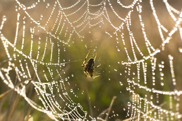 Spinnenweb Verticale Natuurlijke Herfst Achtergrond Een Kleine Bruine Spin Het — Stockfoto