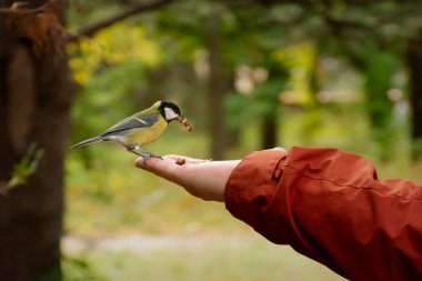 Tit hand autumn park. Feeding small tame yellow birds in a public park. A close-up portrait on a man's arm. The concept of caring, caring, loving wildlife, helping animals. Big tit collects seeds