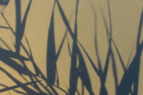 Schatten Natur Beige Grauen Hintergrund Neutrales Kontrastdesign Aus Trockenem Gras — Stockfoto