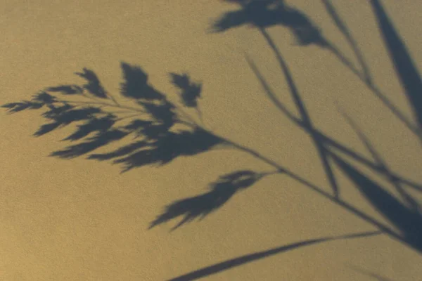 Schatten Natur Beige Grauen Hintergrund Neutrales Kontrastdesign Aus Trockenem Gras — Stockfoto