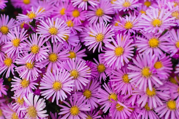 Symphyotrichum Pembe Yakın Plan Bahçede Güzel Parlak Mor Sonbahar Çiçekleri — Stok fotoğraf