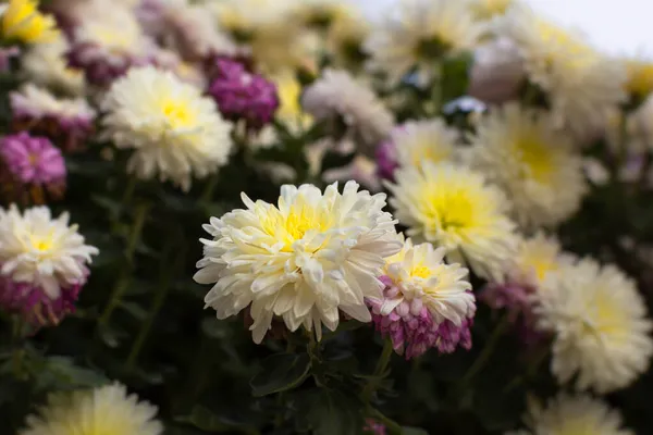 Χρυσάνθεμο Κήπο Λευκά Φθινοπωρινά Λουλούδια Ανάμεσα Πορτοκαλί Ένα Παρτέρι Όμορφα — Φωτογραφία Αρχείου