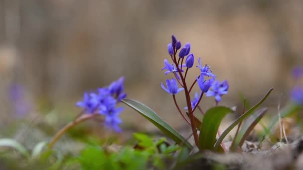 Kék Hóvirág Közelről Erdőben Első Virágok Tavasszal Ébrednek Scilla Siberica — Stock videók