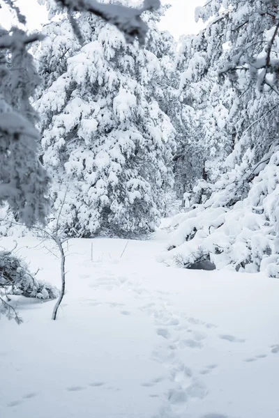Bosque Coníferas Textura Invernal Paisaje Invierno Montaña Con Árboles Cubiertos — Foto de Stock