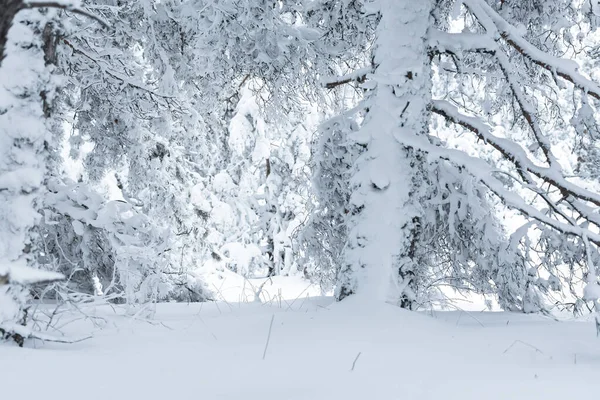Bosque Coníferas Textura Invernal Paisaje Invierno Montaña Con Árboles Cubiertos — Foto de Stock