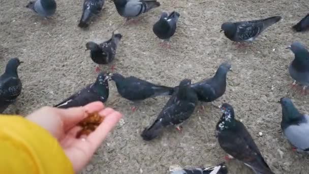 Duvor Samlar Smulor Marken Mata Duvor Med Brödskivor Sommaren Stranden — Stockvideo