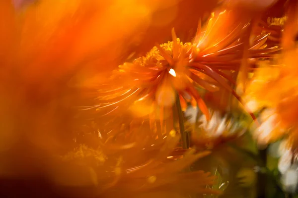 Sfondo Crisantemi Giallo Arancio Primo Piano Alla Luce Del Sole Fotografia Stock