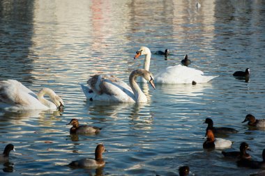 Martılar kuğular deniz sahilinden ördekler. Büyük bir kuş grubu sıcak denizlerde kışa doğru uçtu. Hareketin başlaması an meselesi. Çeşitli deniz hayvanları sığ sularda beslenir. Göçmen kuşların portreleri