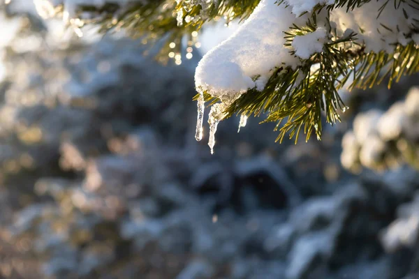 Παγωτό Από Έλατο Χιονιού Χειμώνας Φυσικό Υπόβαθρο Λαμπερός Ήλιος Τονίζει Royalty Free Φωτογραφίες Αρχείου