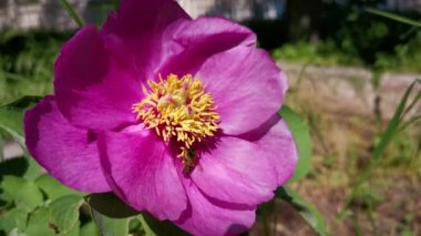 The bee is a pink peony. The concept of a warm spring day. Large beautiful peonies are blooming in the garden. Bees pollinate flowers and collect nectar. Macro of wild nature the most delicate flowers
