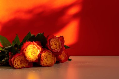 Red roses on a red background. Natural light with shadows. A fresh, bright bouquet with dew drops. Happy Valentine's Day,Happy Mother's Day. The concept of a birthday, anniversary, wedding. Copy space