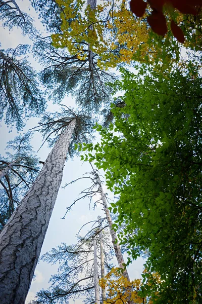 Jesienne Drzewa Widok Dołu Złotopomarańczowo Żółte Liście Lasu Mieszanego Pionowe — Zdjęcie stockowe