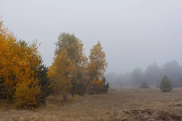 Birch Autumn Fog Atmospheric Autumn Landscape Low Golden Trees Thick — Zdjęcie stockowe