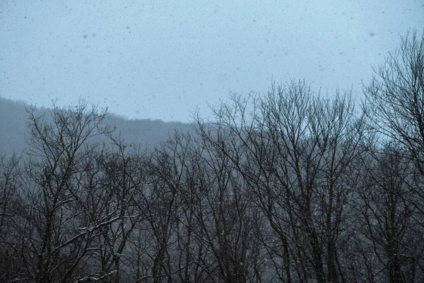 Snowfall Trees Mountains Gray Bare Treetops Winter Snow Falls Large — ストック写真