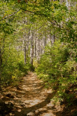 A path in a pine forest. Sunny autumn day in the forest. An empty path without people. Vertical composition, slender trunks, fallen brown needles. Natural background, hiking concept, ecotourism