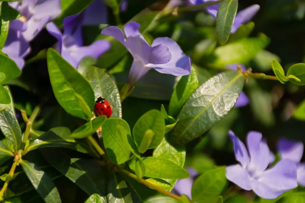 Periwinkle Lat Vinca Perennial Garden Plant Red Ladybug Crawls Leaf — Stok fotoğraf