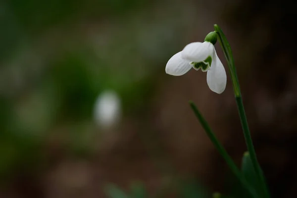 Ormandaki Kar Damlası Galanthus Nivalis Yakın Çekim Lkbaharda Düşen Yapraklar — Stok fotoğraf