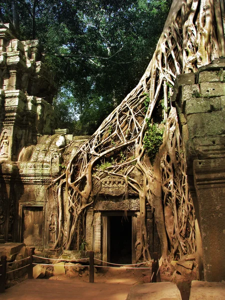 Árvore gigante cobrindo as pedras do fascinante templo de Ta Prohm em Angkor Wat (Siem Reap, Camboja ). — Fotografia de Stock