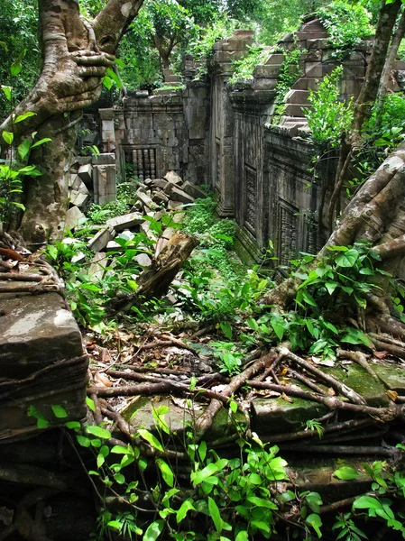 Jungle eating the amazing temple of Beng Mealea (12th century), — Stock Photo, Image