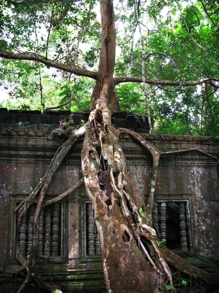 Selva comiendo el asombroso templo de Beng Mealea (siglo XII) ), — Foto de Stock