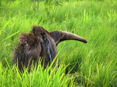 Wild Giant Anteater (Yurumi), seen in the wild near Bonito, Braz clipart