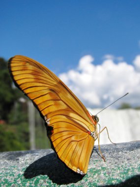 Beautiful wild butterfly near Iguazu Waterfalls, Brazil clipart