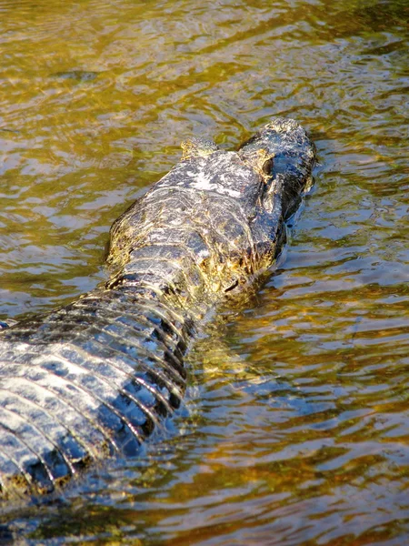 Divoké yacare, krokodýl, Kajman v řece oblasti pantanal, Brazílie — Stock fotografie