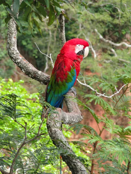 Beautiful wild red macaw, seen at Buraco das Araras (Macaws Hole), near Bonito, Brazil — Stock Photo, Image