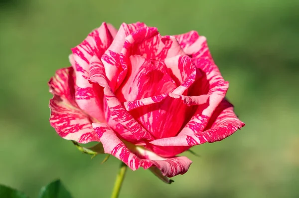 五彩缤纷的玫瑰 爱情之花 绿色的背景 玫瑰花丛在家庭花园的自然阳光下 花玫瑰叶和绿叶紧密相连 芬芳芬芳的天鹅绒红色玫瑰 — 图库照片