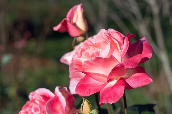 Rosa Multicolor Flor Del Amor Fondo Verde Desenfocado Arbusto Rosas —  Fotos de Stock