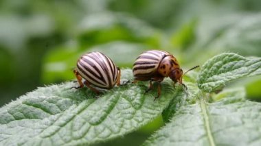 Patates yapraklı Kolorado patates böceklerinin üretimi. Colorado böceği, patates paraziti. Yakın plan Colorado patates böceği, Decemlineata, patates paraziti, leptinotarsa, patates böceği..