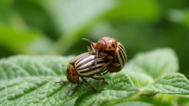 Patates yapraklı Kolorado patates böceklerinin üretimi. Colorado böceği, patates paraziti. Yakın plan Colorado patates böceği, Decemlineata, patates paraziti, leptinotarsa, patates böceği..