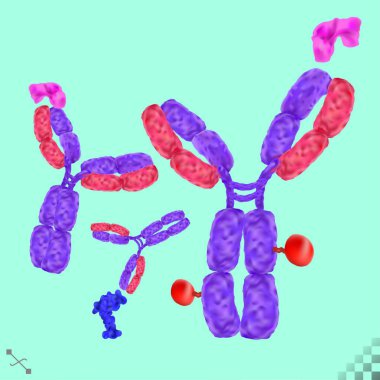 Antikorlar. immünoglobülin, belirli antijen viral veya bakteriyel proteinlere reçeteli yük taşıyan Y şeklinde bir molekül.. 