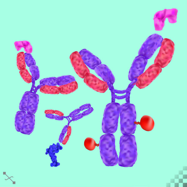 Antibody. immunoglobulin, a Y-shaped molecule binding to specific antigens viral or bacterial proteins with a prescription payload. 