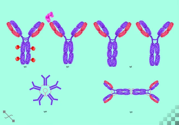 バイオサイエンス抗体は 特定の抗原ウイルスまたは細菌タンパク質に結合する免疫グロブリン Y字型分子をタイプします — ストックベクタ