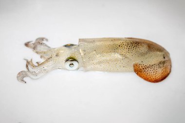 Üzerinde mürekkep balığı olan beyaz masa üstü renk değiştiriyor.