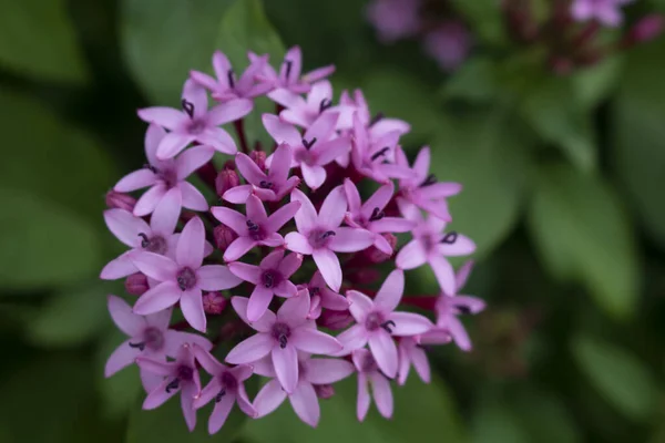Bunch Pink Purple Flowers Making Cluster — 스톡 사진