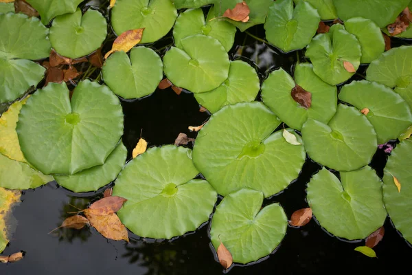 Close up of green fresh lily pads on a lake on a summer day
