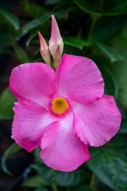 Mandevilla, Dipladenia, Rocktrumpet, tomurcuklanan ve tomurcuklanan çiçekler